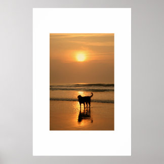 Hund bei Sonnenaufgang Poster