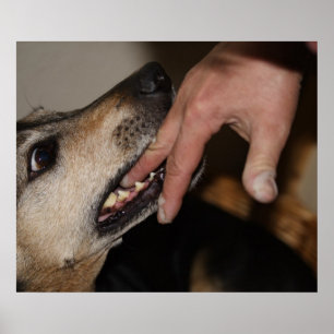 Hund beißend Finger Poster