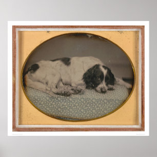 Hund besessen von Sheldon Nichols (39986) Poster