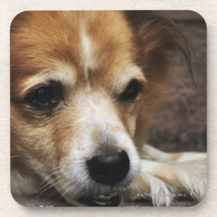 Hund, Bhaktapur, Bhaktapur Bezirk, Bagmati, Getränkeuntersetzer