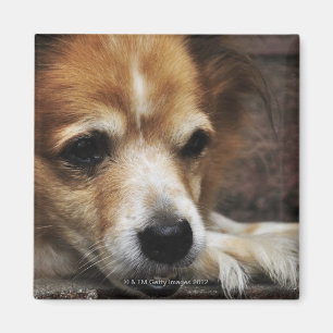 Hund, Bhaktapur, Bhaktapur Bezirk, Bagmati, Magnet