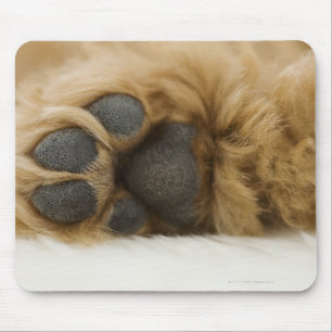 Hund, Blick auf das Bein Mousepad