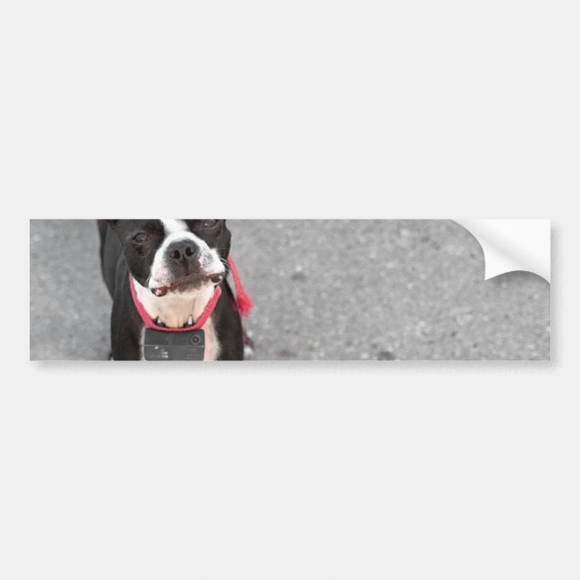 Hund Bostons Terrier Autoaufkleber (Vorne)