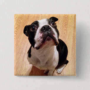 Hund Bostons Terrier Button
