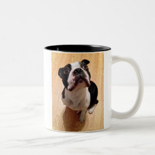 Hund Bostons Terrier Zweifarbige Tasse
