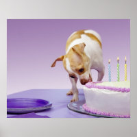 Hund (Chihuahua), der Geburtstagskuchen auf dem Ti