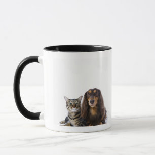 Hund (Dackel) und Katze (japanische Katze) auf Tasse