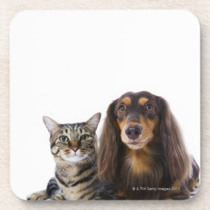 Hund (Dackel) und Katze (japanische Katze) auf Untersetzer
