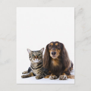 Hund (Dackel) und Katze (Japanische Katze) auf Wei Postkarte