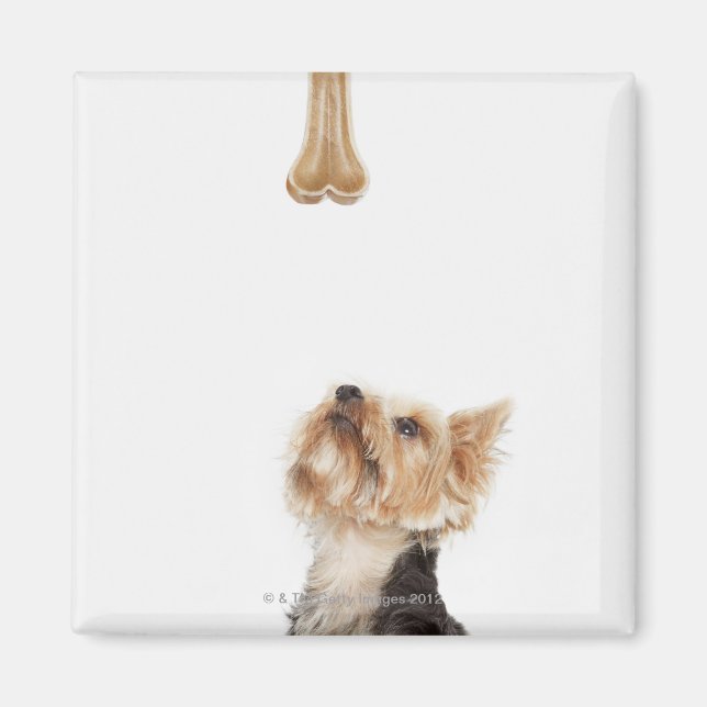 Hund, der auf den Knochen schaut Magnet (Vorne)