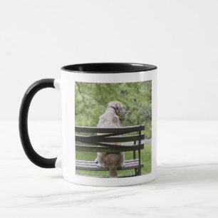 Hund, der auf Parkbank sitzt Tasse