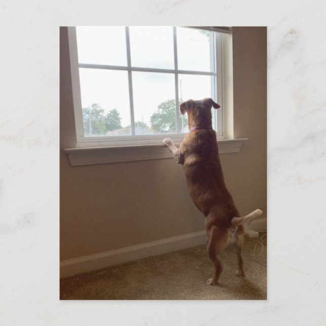 Hund, der aus dem Fenster Postkarte aussieht (Vorderseite)