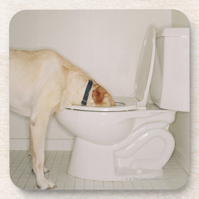 Hund, der aus Toilette heraus trinkt Getränkeuntersetzer (Vorderseite)