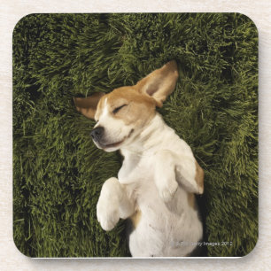 Hund, der beim Gras-Schlafen liegt Untersetzer