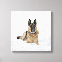Hund der deutschen Schäferhunde in Schneekanonen