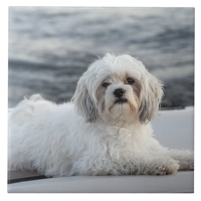 Hund, der durch das Wasser legt Fliese (Vorderseite)