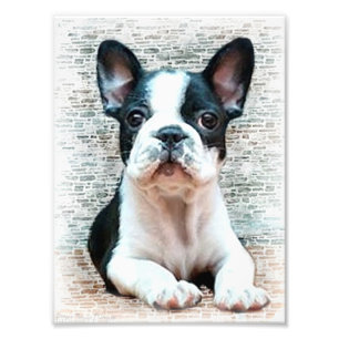 Hund der französischen Bulldogge Fotodruck