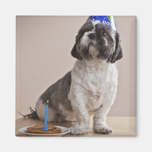 Hund, der Geburtstag hat Magnet