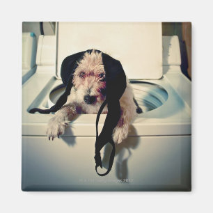 Hund, der heraus bei der Wäsche hilft Magnet