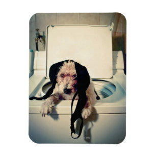 Hund, der heraus bei der Wäsche hilft Magnet