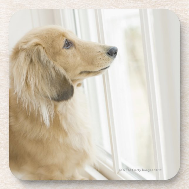 Hund, der heraus Fenster schaut Untersetzer (Vorderseite)