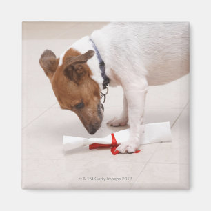 Hund, der hinunter ein Diplom schaut Magnet