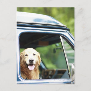 Hund, der im Auto sitzt Postkarte