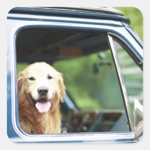 Hund, der im Auto sitzt Quadratischer Aufkleber