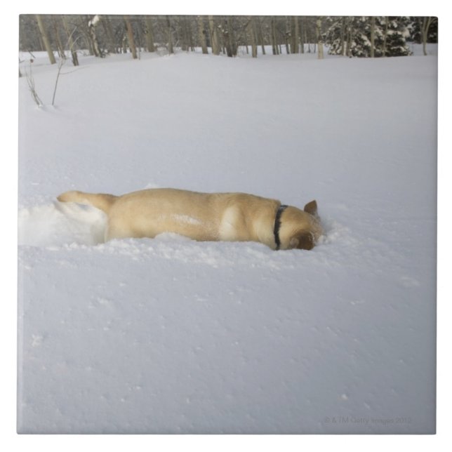 Hund, der im Schnee gräbt Fliese (Vorderseite)