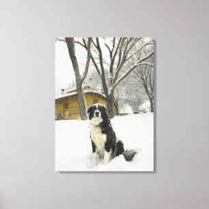 Hund, der im Schnee mit Blockhaus hinten sitzt Leinwanddruck