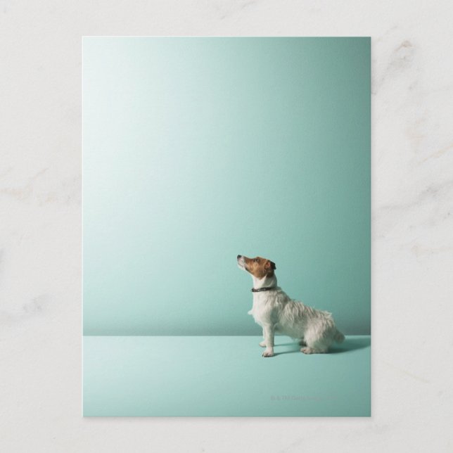 Hund, der in den Weltraum schaut Postkarte (Vorderseite)