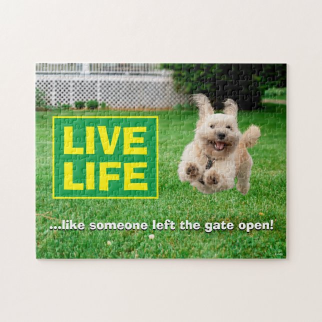 Hund, der in Hof läuft (Horizontal)