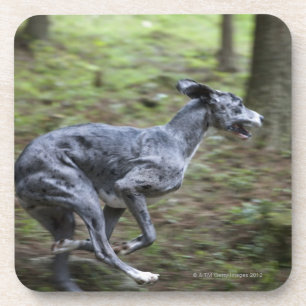 Hund, der in Holz läuft Untersetzer