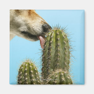 Hund, der Kaktus, Nahaufnahme leckt Magnet