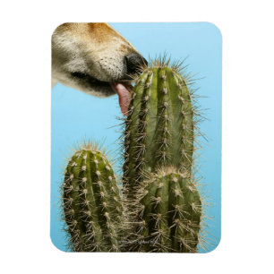 Hund, der Kaktus, Nahaufnahme leckt Magnet