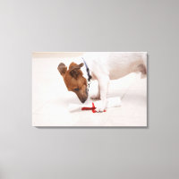 Hund, der nach einem Diplom sucht