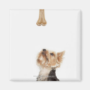 Hund, der oben Knochen betrachtet Magnet