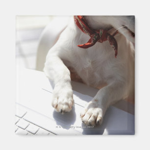 Hund, der seine Hände auf einen Laptop setzt Magnet