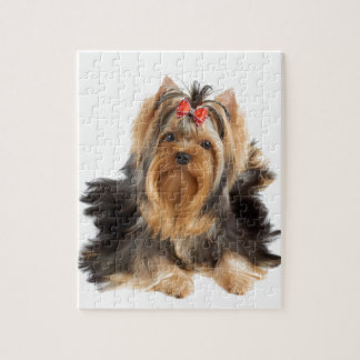 Hund der Showklasse
