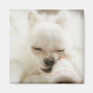 Hund, der Spielzeug im Mund hält Magnet