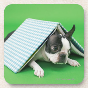 Hund, der unter Buch liegt Untersetzer