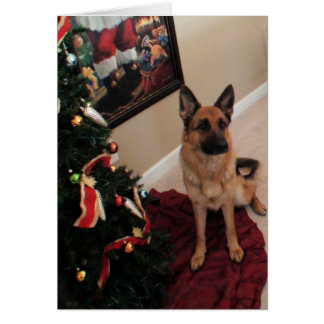 hund des deutschen Pastors von Weihnachten