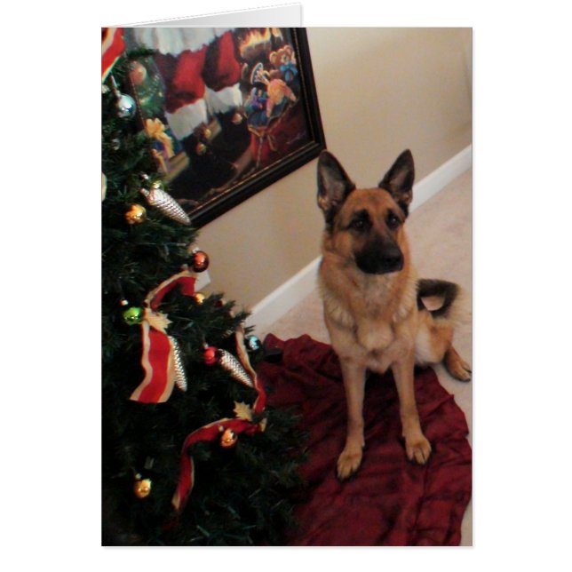 hund des deutschen Pastors von Weihnachten (Vorne)