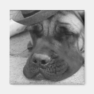Hund ermüdet magnet