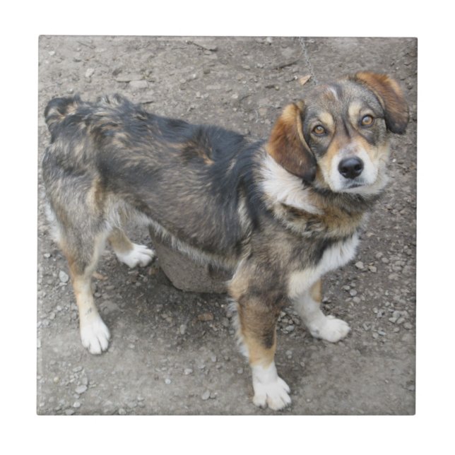 Hund Fliese (Vorderseite)