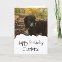 Hund Foto Custom Personalisiert Geburtstag