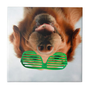 Hund Getty Bild- mit Gläsern Fliese