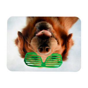 Hund Getty Bild-  mit Gläsern Magnet