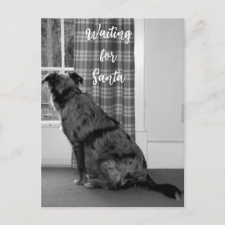Hund Gewartet für Weihnachten