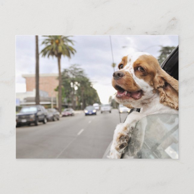 Hund hängt Kopf aus dem Fenster des Autos Postkarte (Vorderseite)